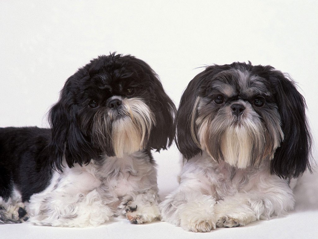 Tom & Betty, Shih Tzus